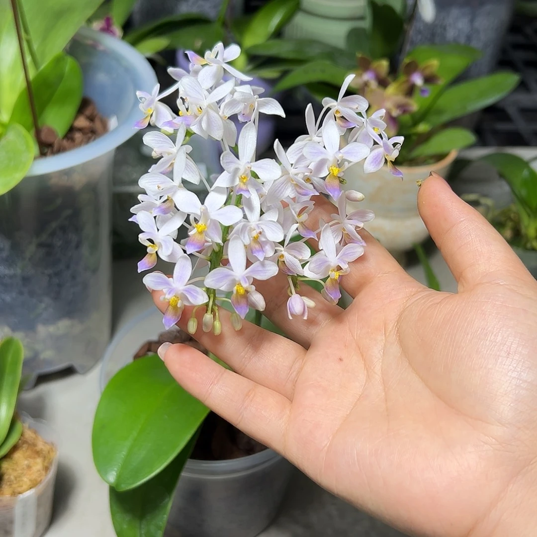 ****草大部分花苞少量开放