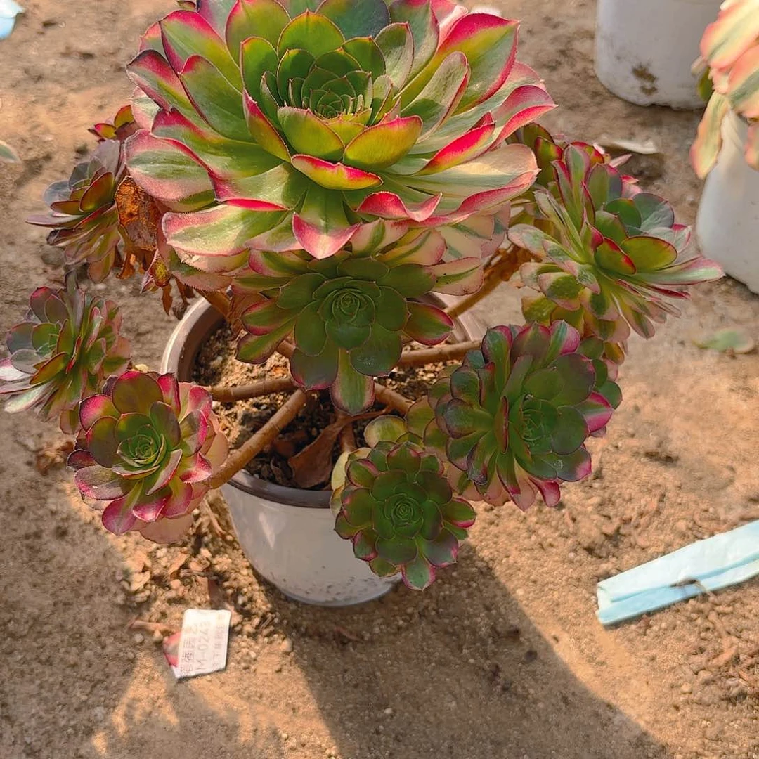 明*雨荷多肉植物237