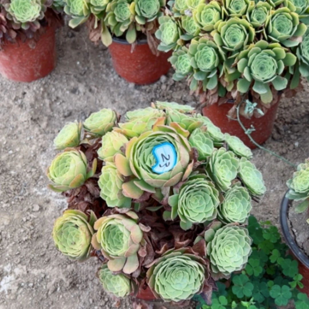 【闪购商品】多肉植物万圣夜23