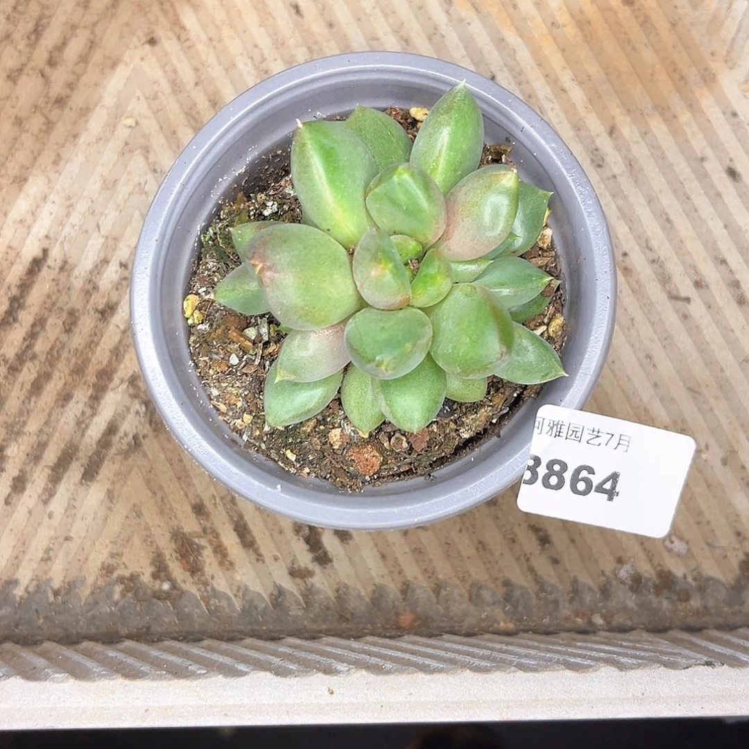 阿雅园艺         8864红象牙