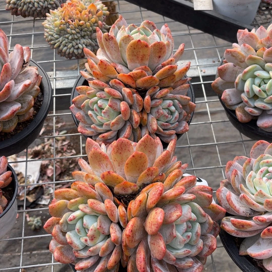 2颗38元1148888999999999