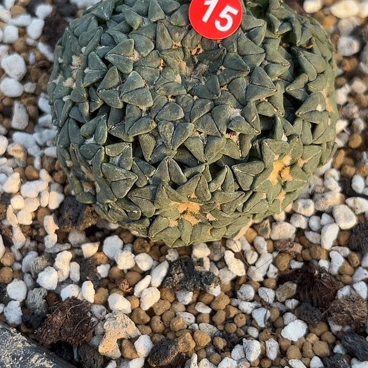 珍***版袖蒲苗接落地仙人球15