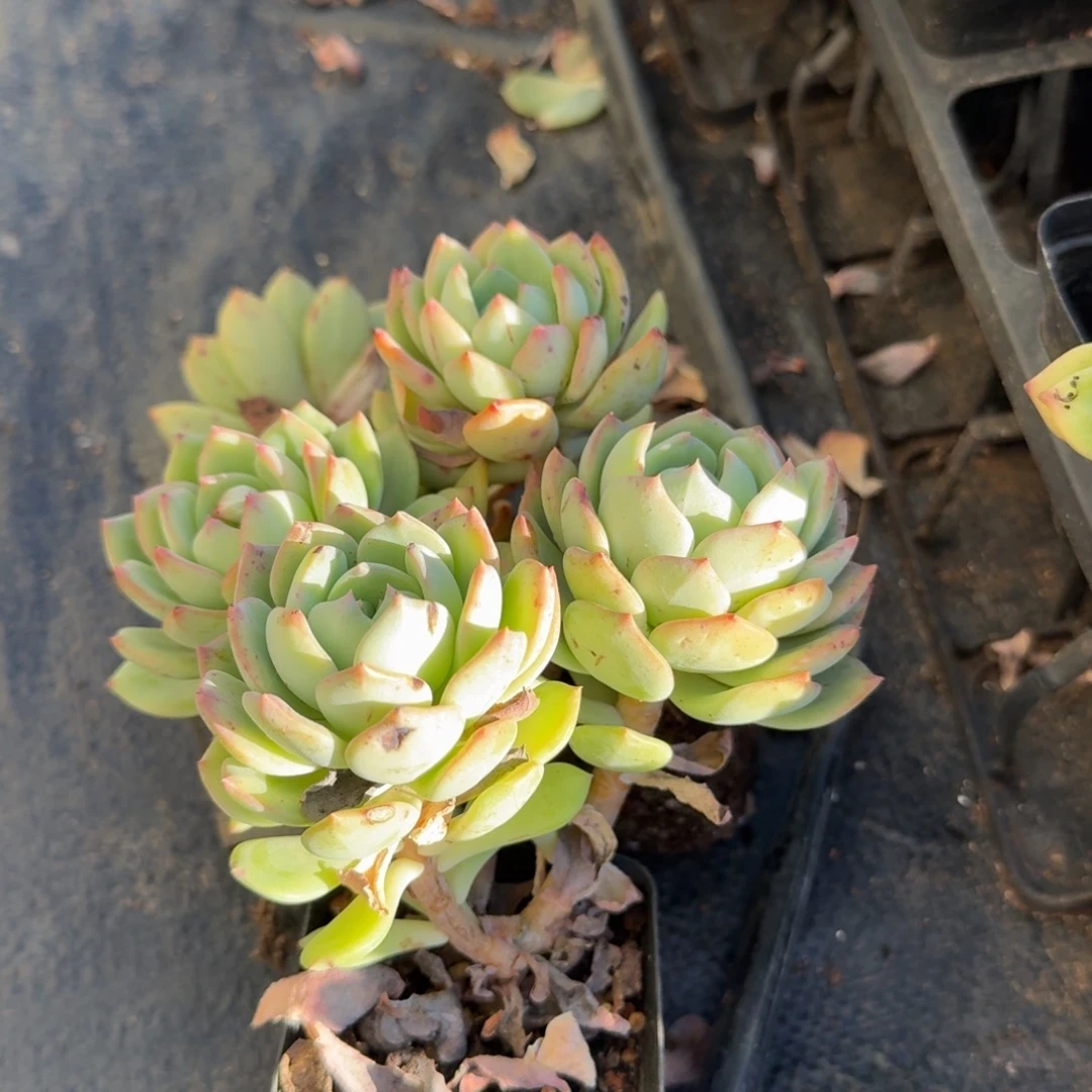 赛多娜杂交梦露十棵量拍12-60