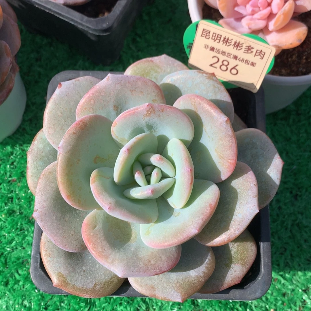 韩版奶茶单头一物一拍