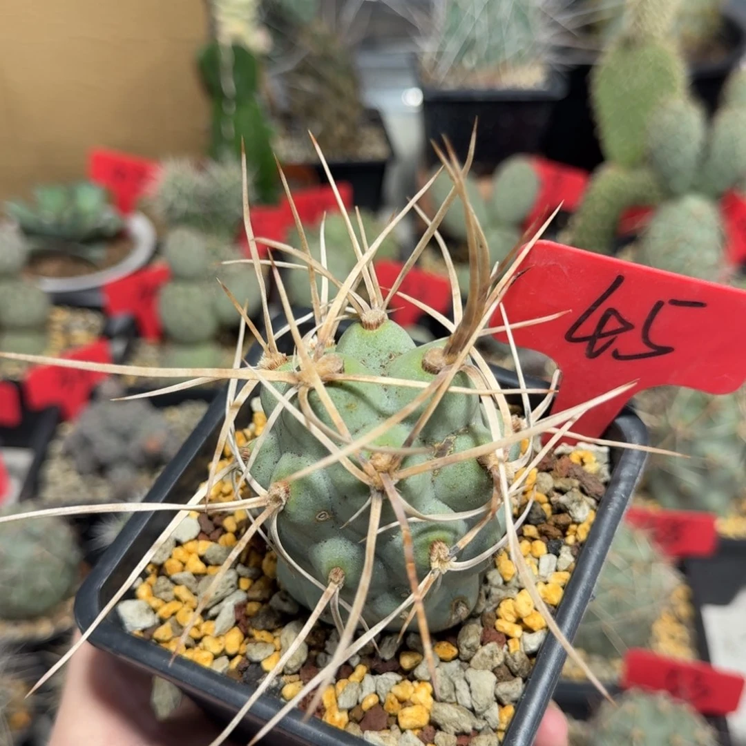 45号强刺习冠幅5.5公分带盆发