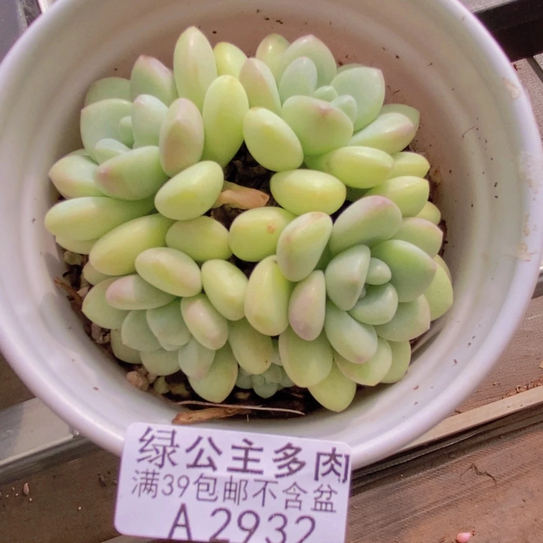 泡泡糖8cm2932多肉植物