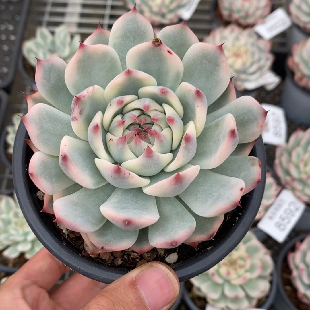 吉娃娃锦多肉植物8608