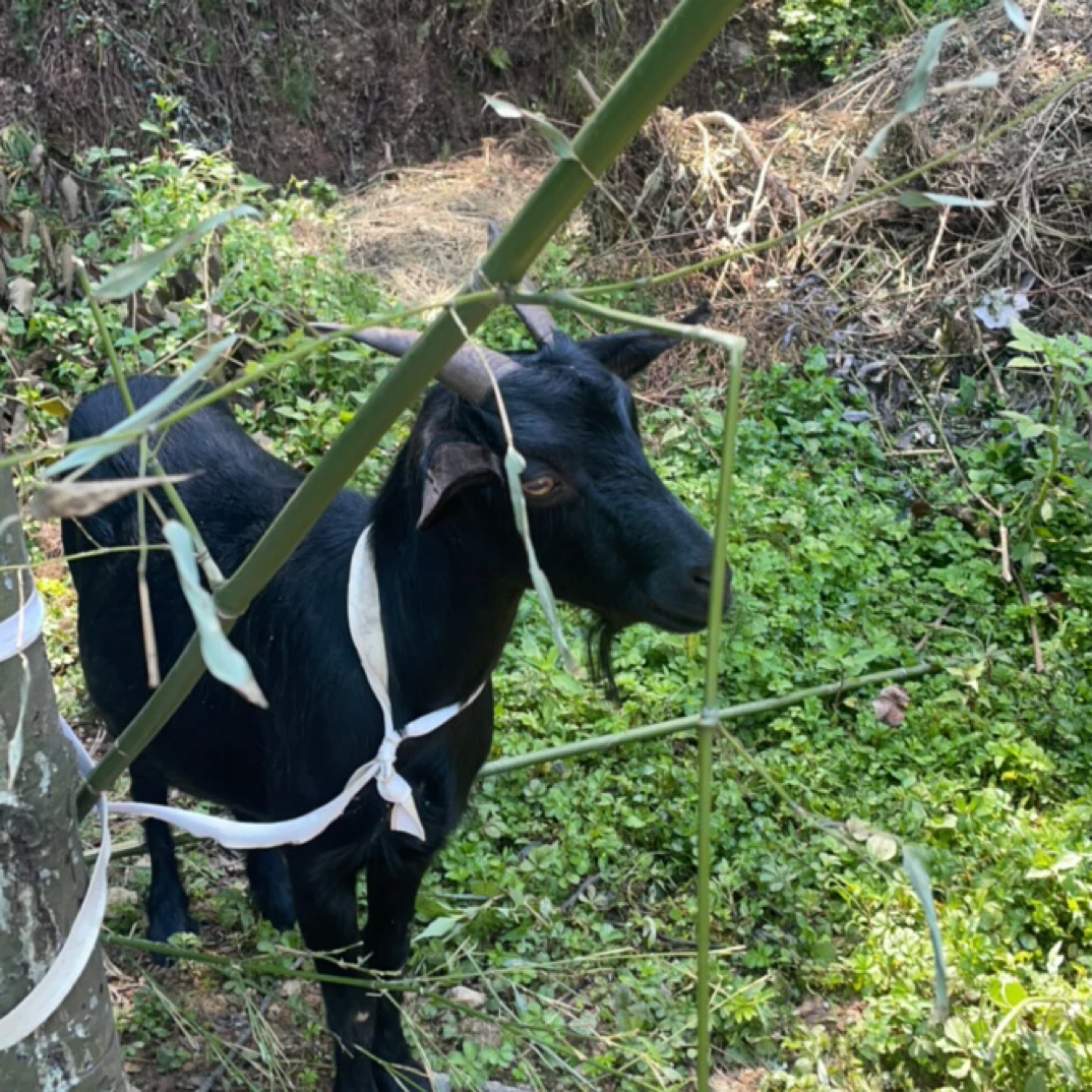 顺丰空运包邮 大凉山彝家黑山羊肉排骨 羊肚  羊肠 腿排 前后腿