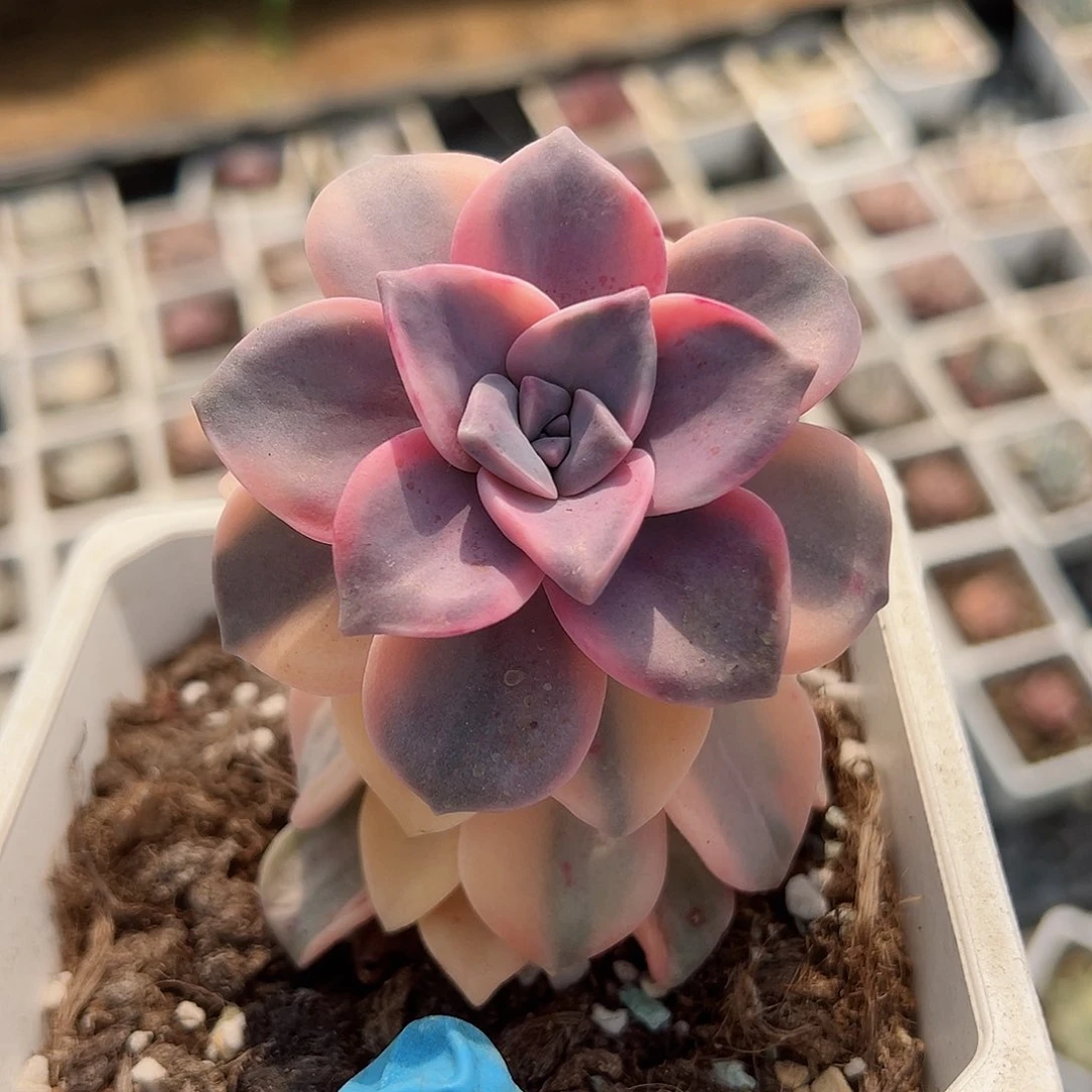 紫乐锦，多肉植物