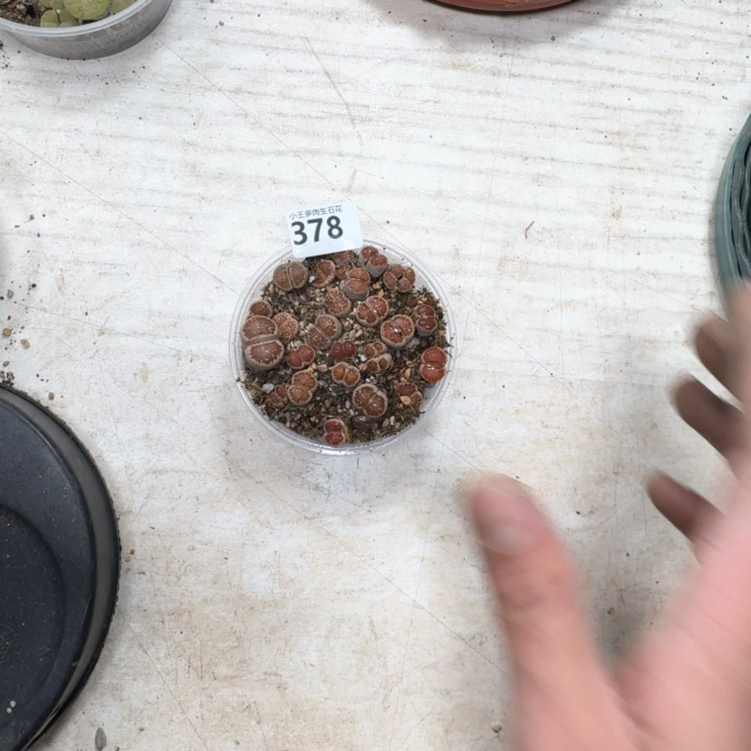 378。  菊一盒多肉植物