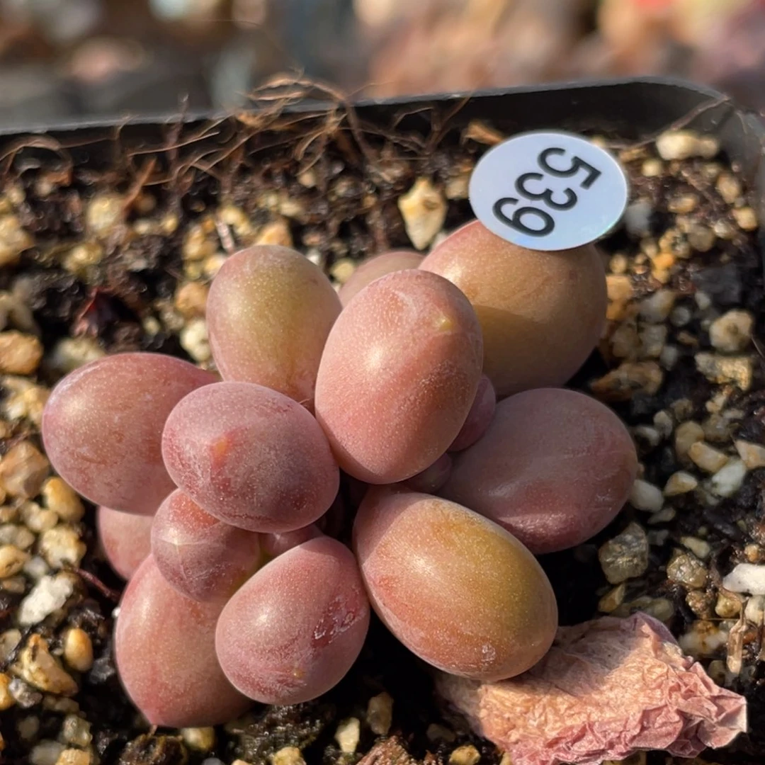 潘朵拉奶酪多肉植物