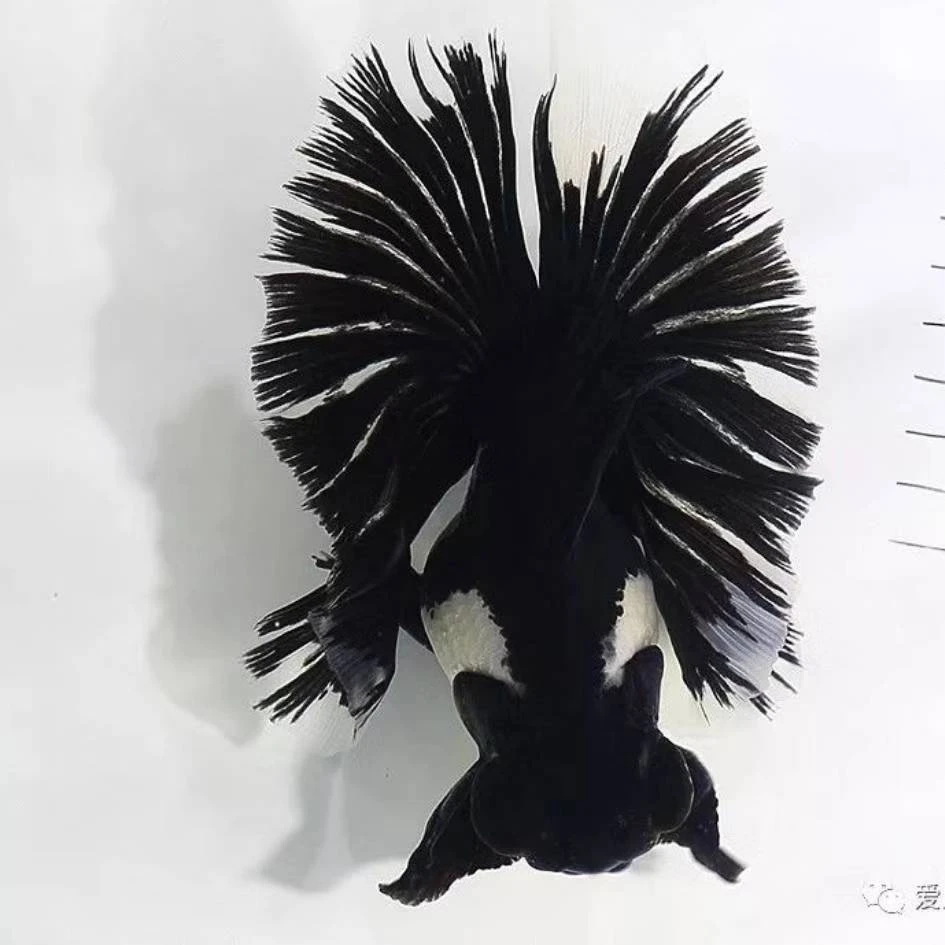 金鱼活体宠物金鱼大尾巴金鱼蝶尾