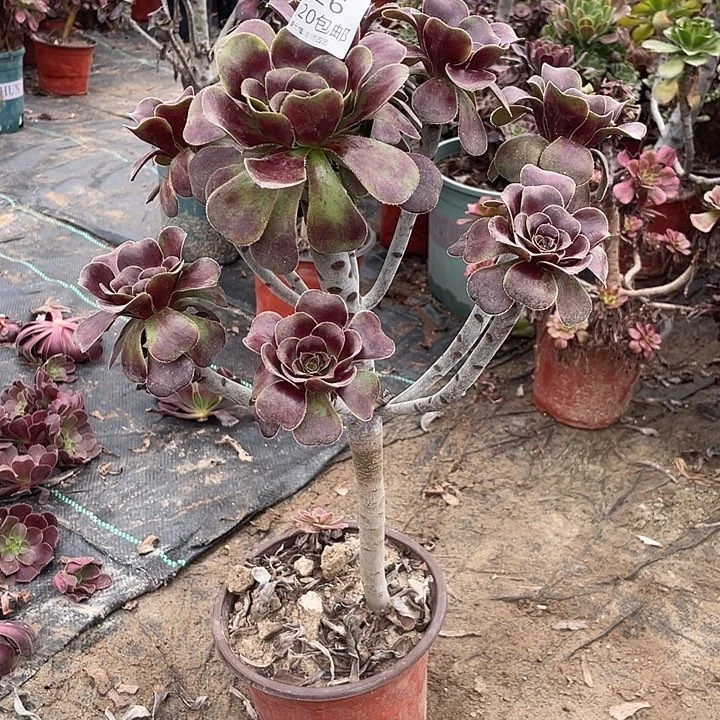 426黑圆叶多肉法师多肉