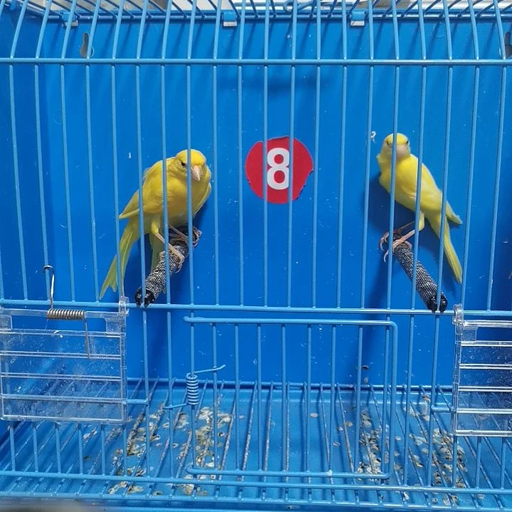 心****虎皮鹦鹉一只细雀一只蜡黄