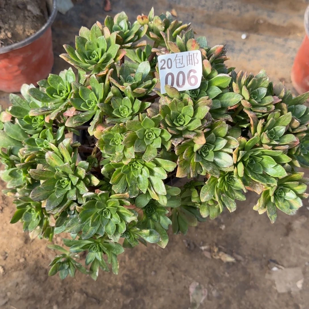 花茶阴阳006满20包邮断枝不包