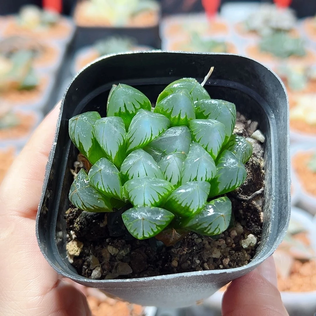 十二卷北极之光多肉