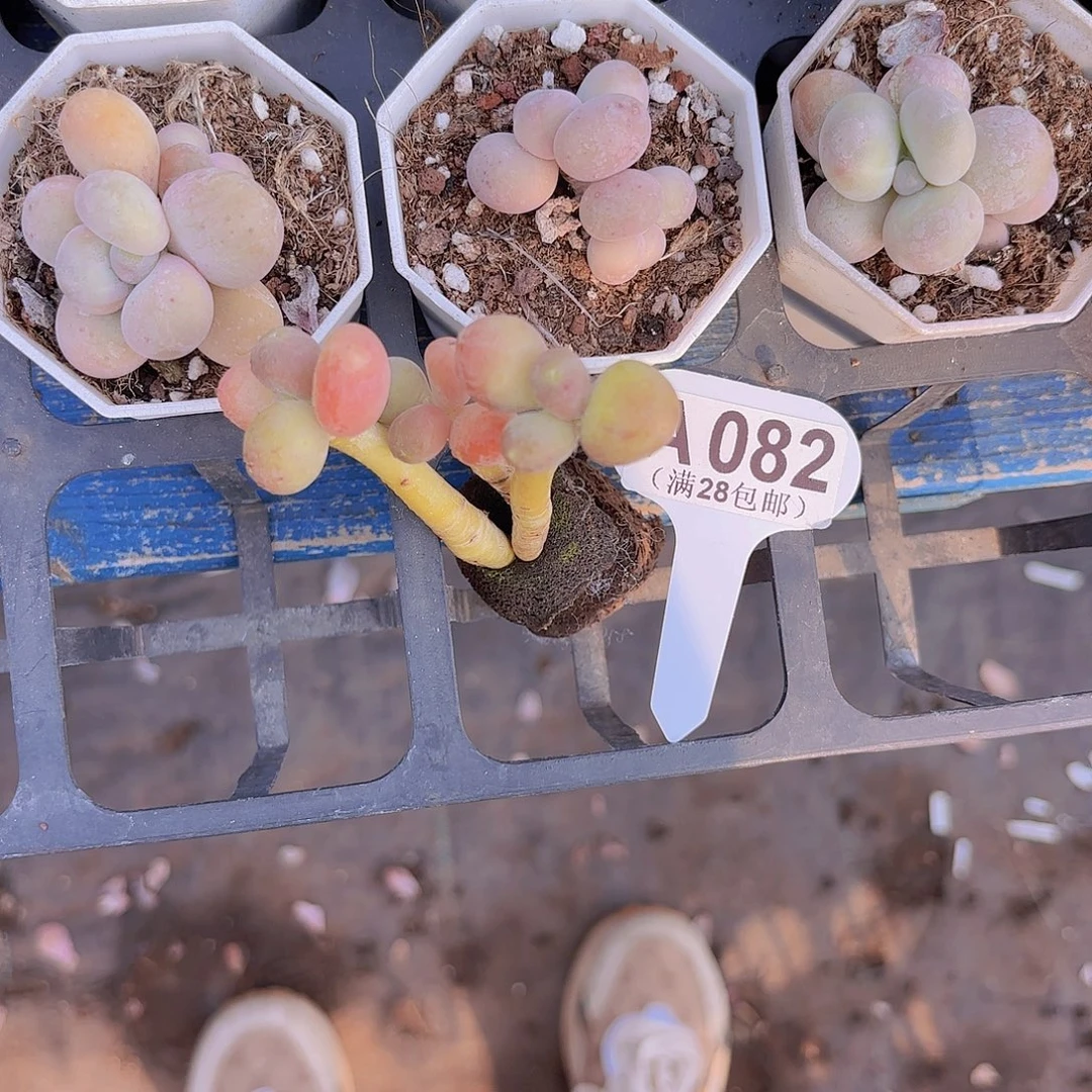 A082芒果奶一物一拍
