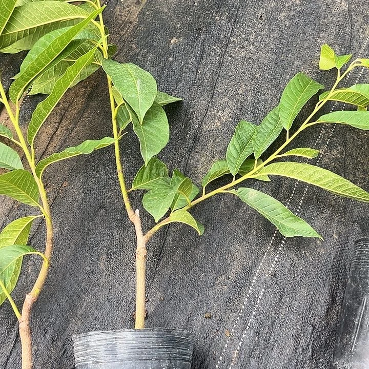 三***园天使2478995446778777
