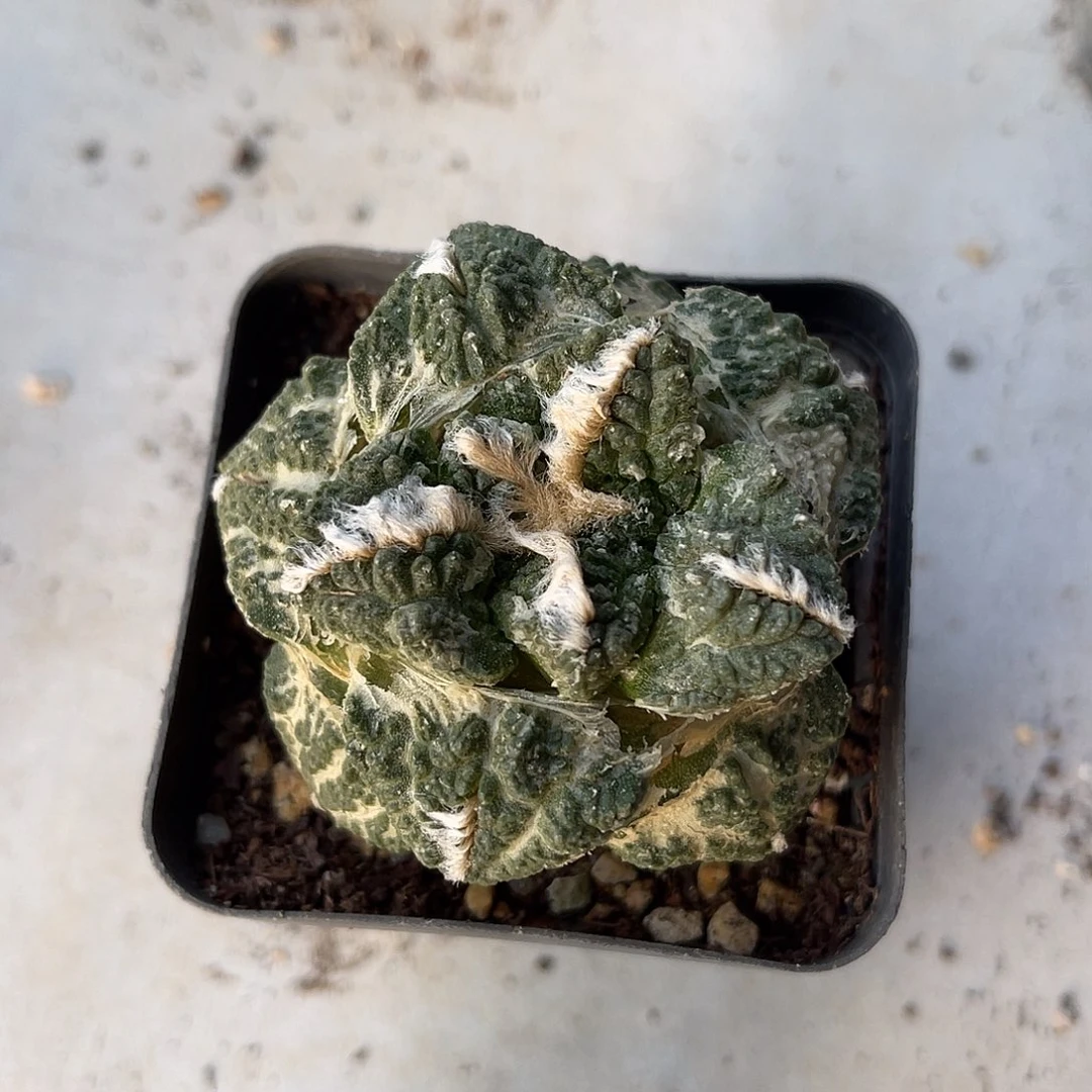 丸叶牡丹一物一拍