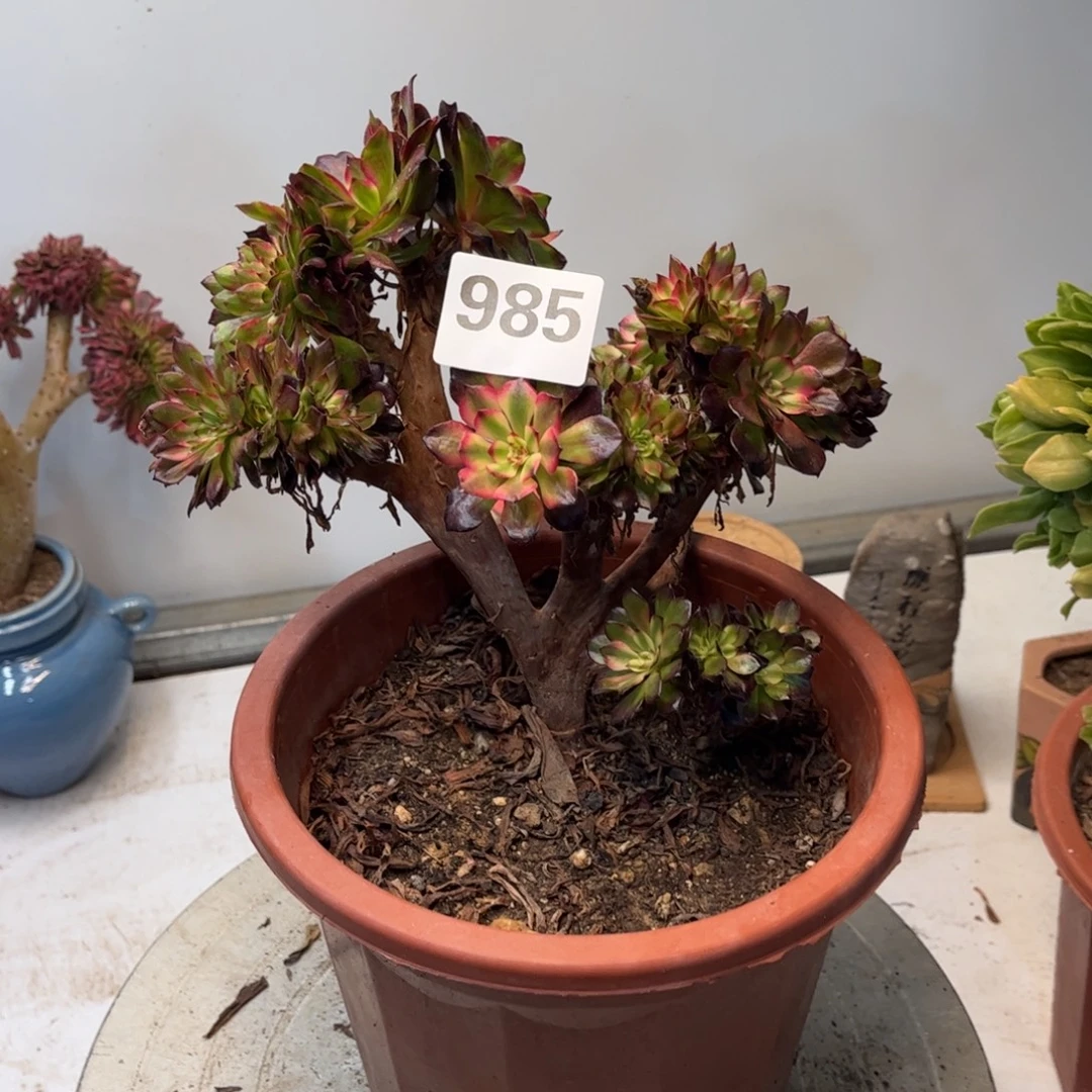 多肉植物红颜缀985
