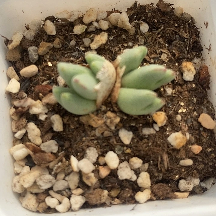 615猪蹄一群985一群