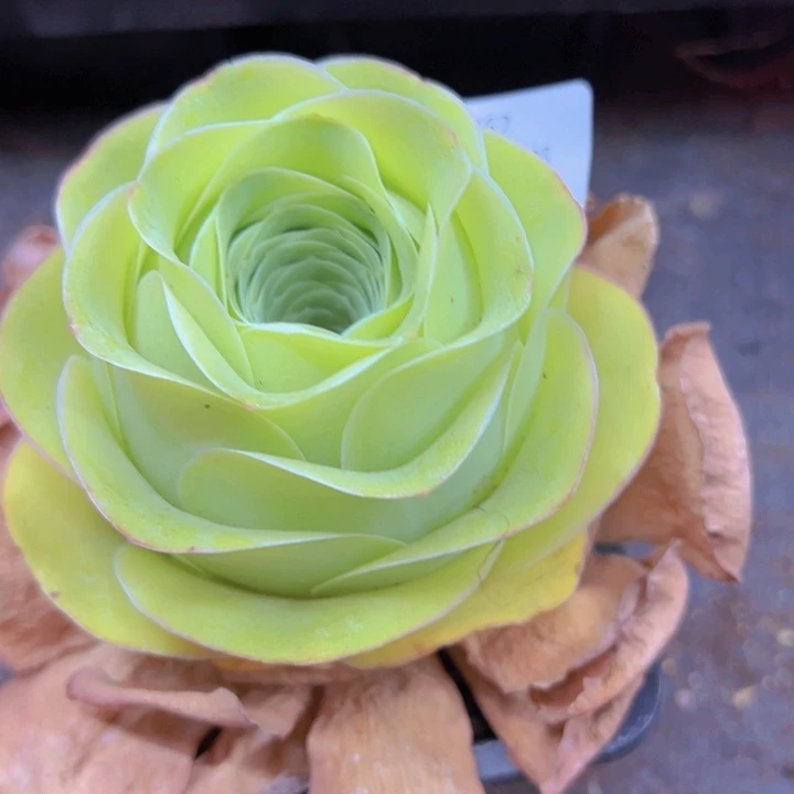 862 裸根不带土发货阿帕