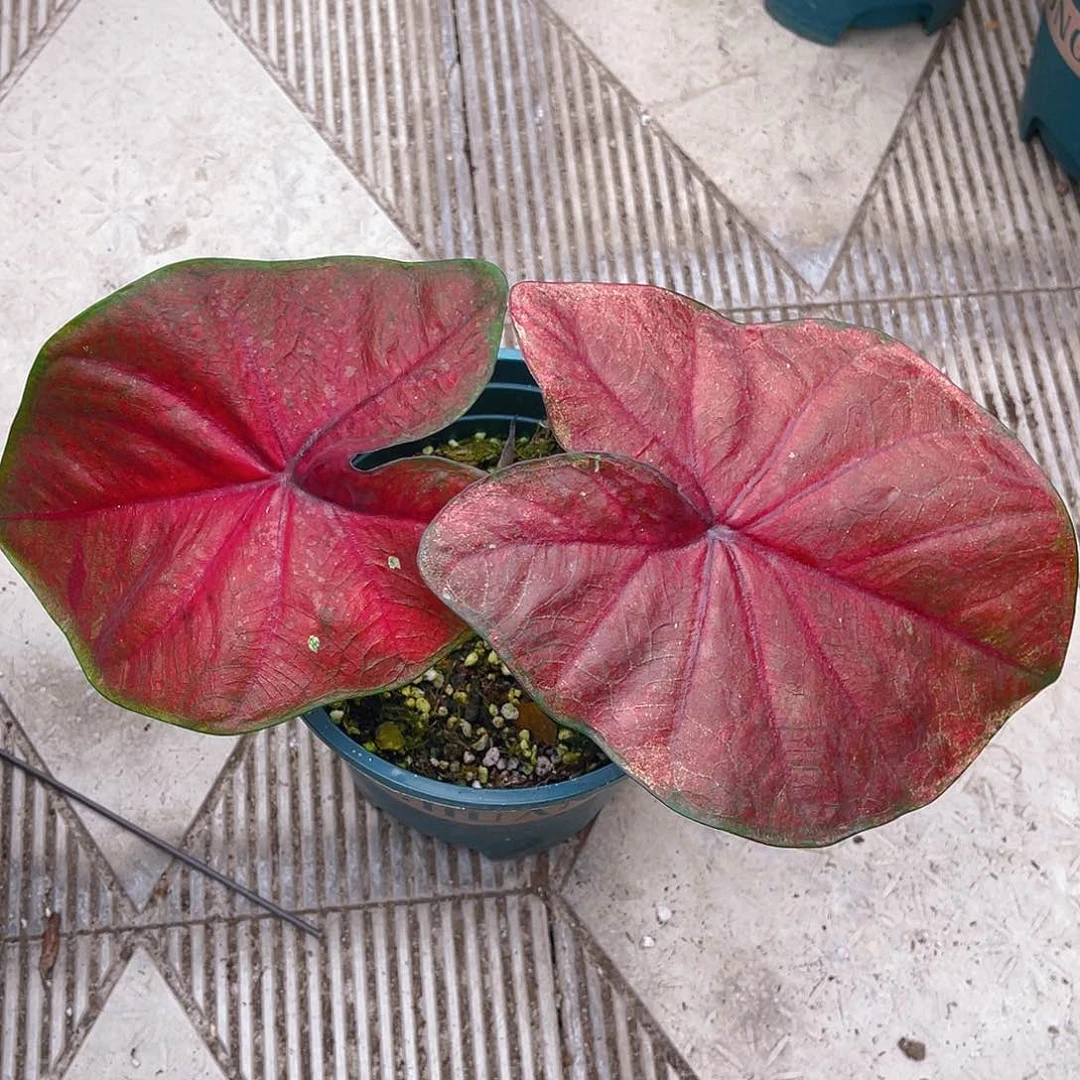 完全开放泰彩一物一拍3537