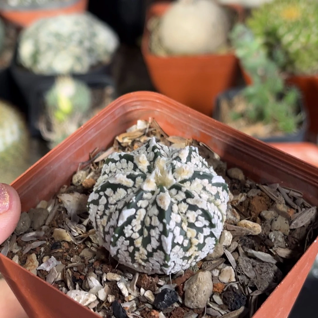 仙人球一物一拍实生23