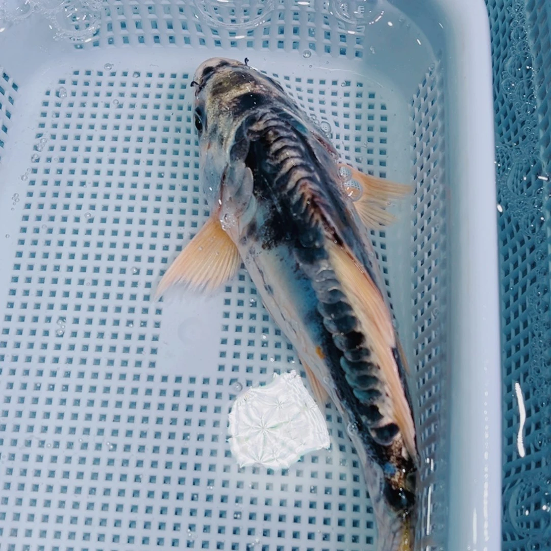 锦鲤锦鲤冷水鱼观赏137