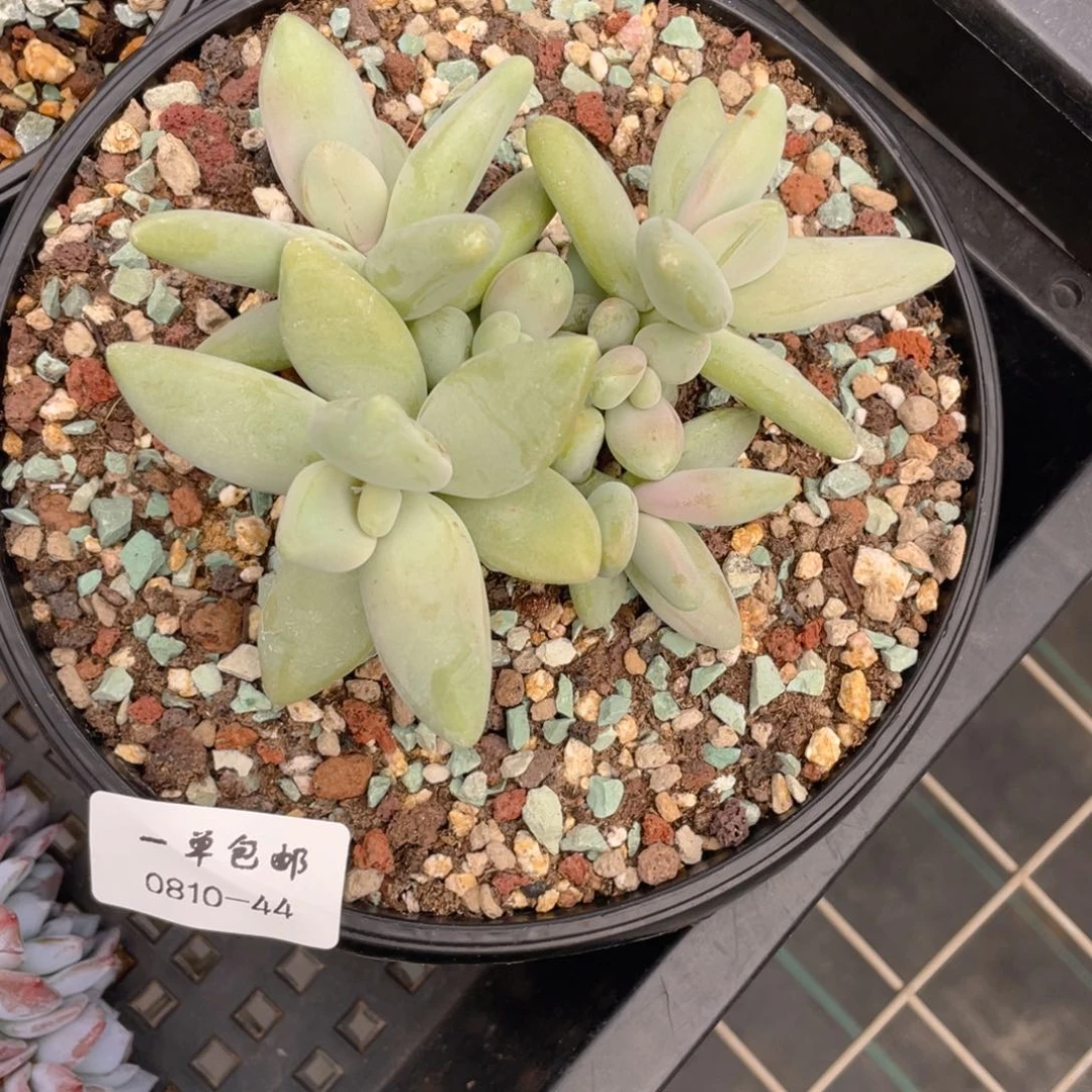 ?***孩0810-44-企鹅。。。。。。
