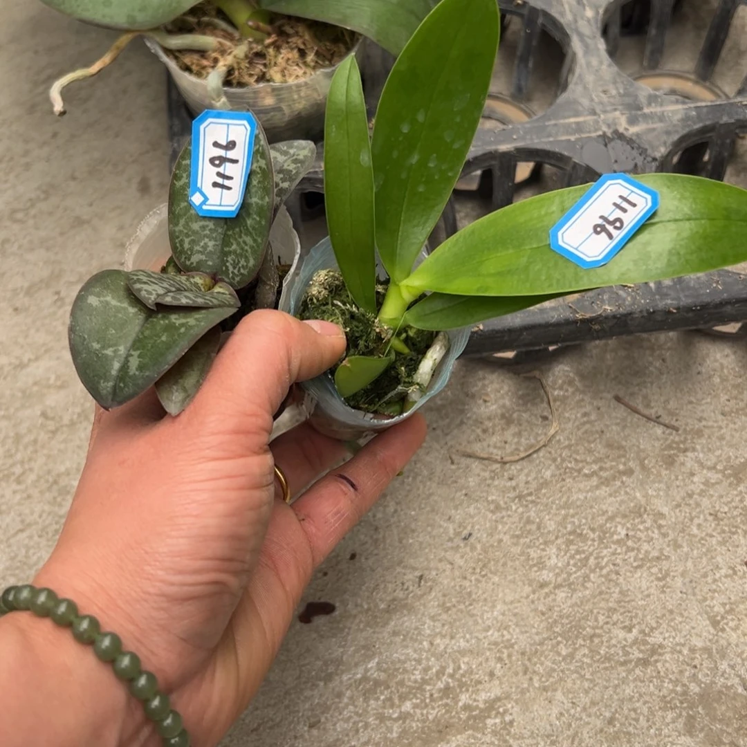 小***草当前无花朵，栽培后可花朵1196西蕾丽和红马丁小苗