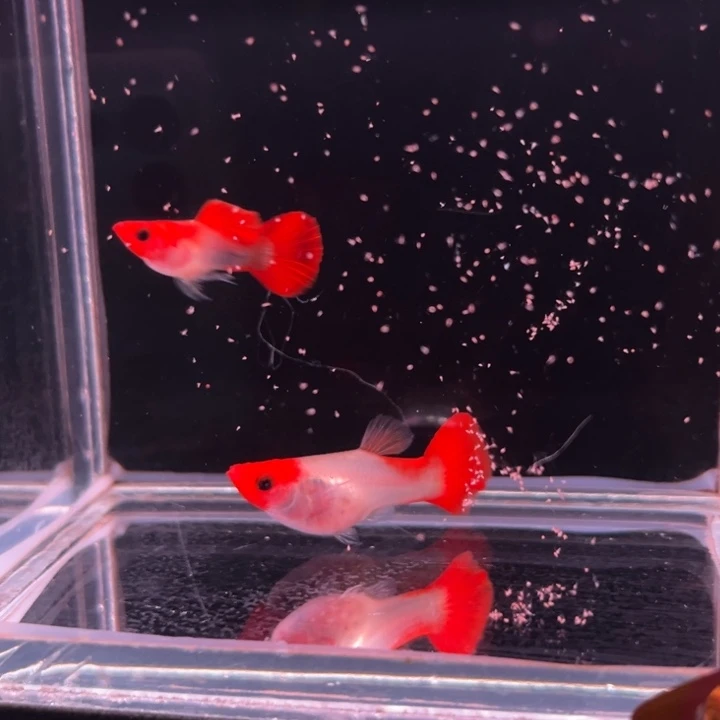 孔雀鱼黄化深海蓝玻璃猫1对