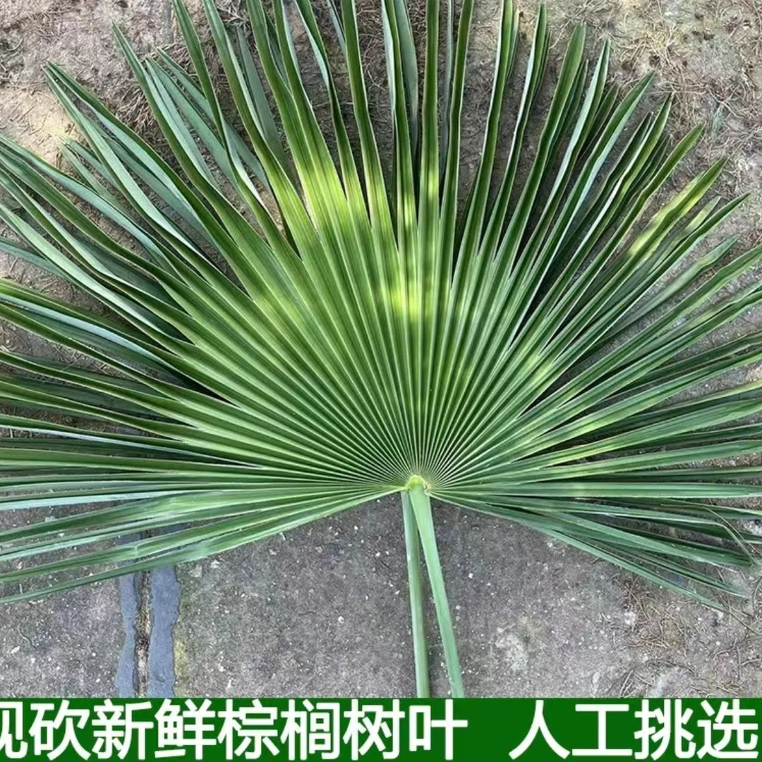 纯天然棕绳棕树叶现采新鲜棕榈树材料捆粽子编织棕叶大蒲扇粽绳