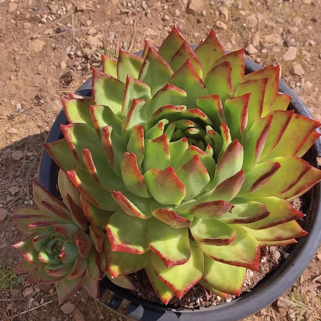 多肉植物原始凤凰
