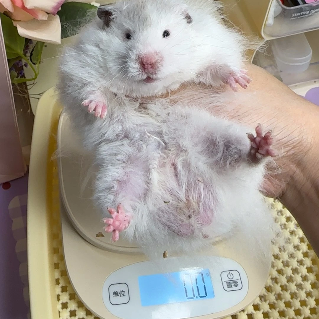 3.16生日黑波弟弟166g