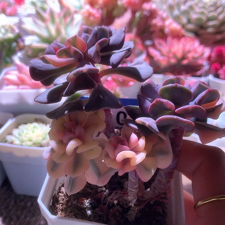 雪精灵覆轮锦头拉丝锦头