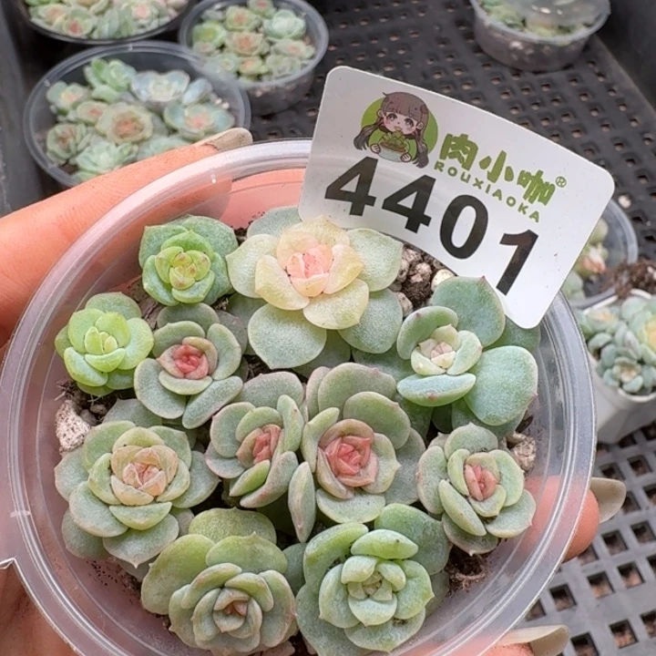 多肉植物多肉植物
