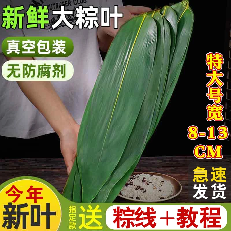 粽叶新鲜家用端午包粽子叶子特大号箬叶真空装竹子叶干粽子叶