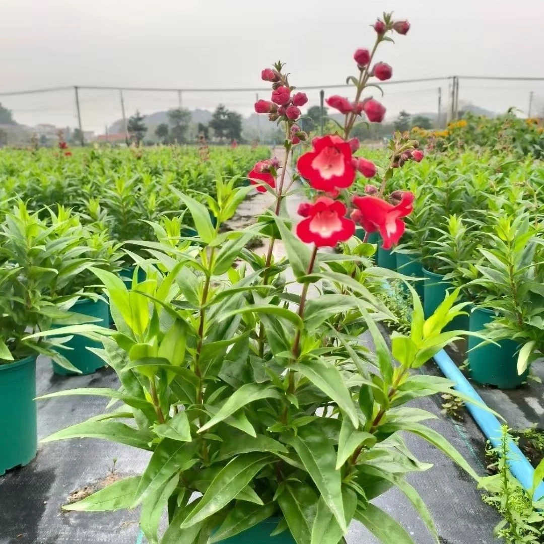 钓钟柳风铃毛地黄盆栽带花阳台庭院耐热耐寒好养多年生开花机器