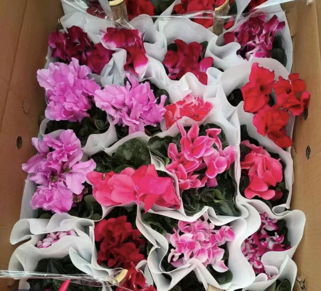 混色仙客来盆栽四季开花