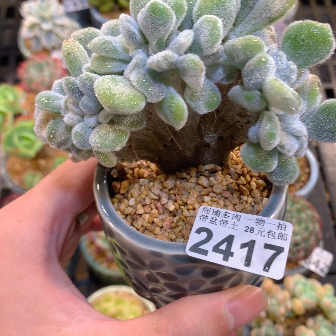 5厘米盆精控多肉2417