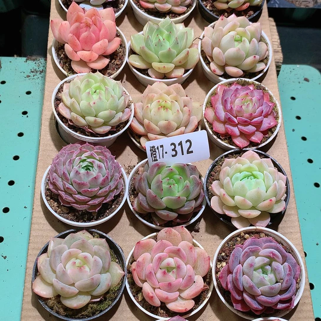 17-312一物一拍带盆18颗