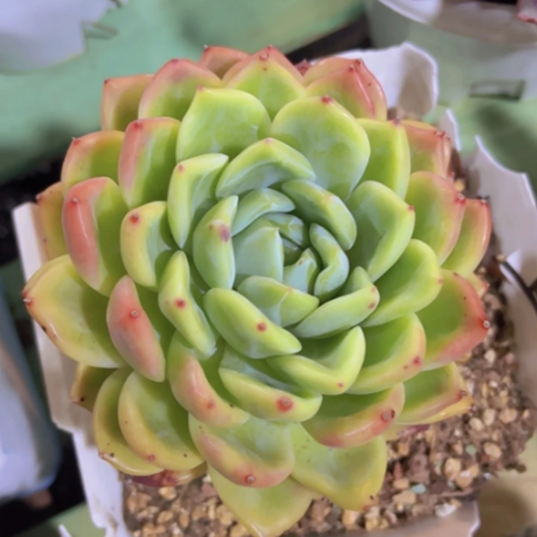 【闪购商品】红鸾03161