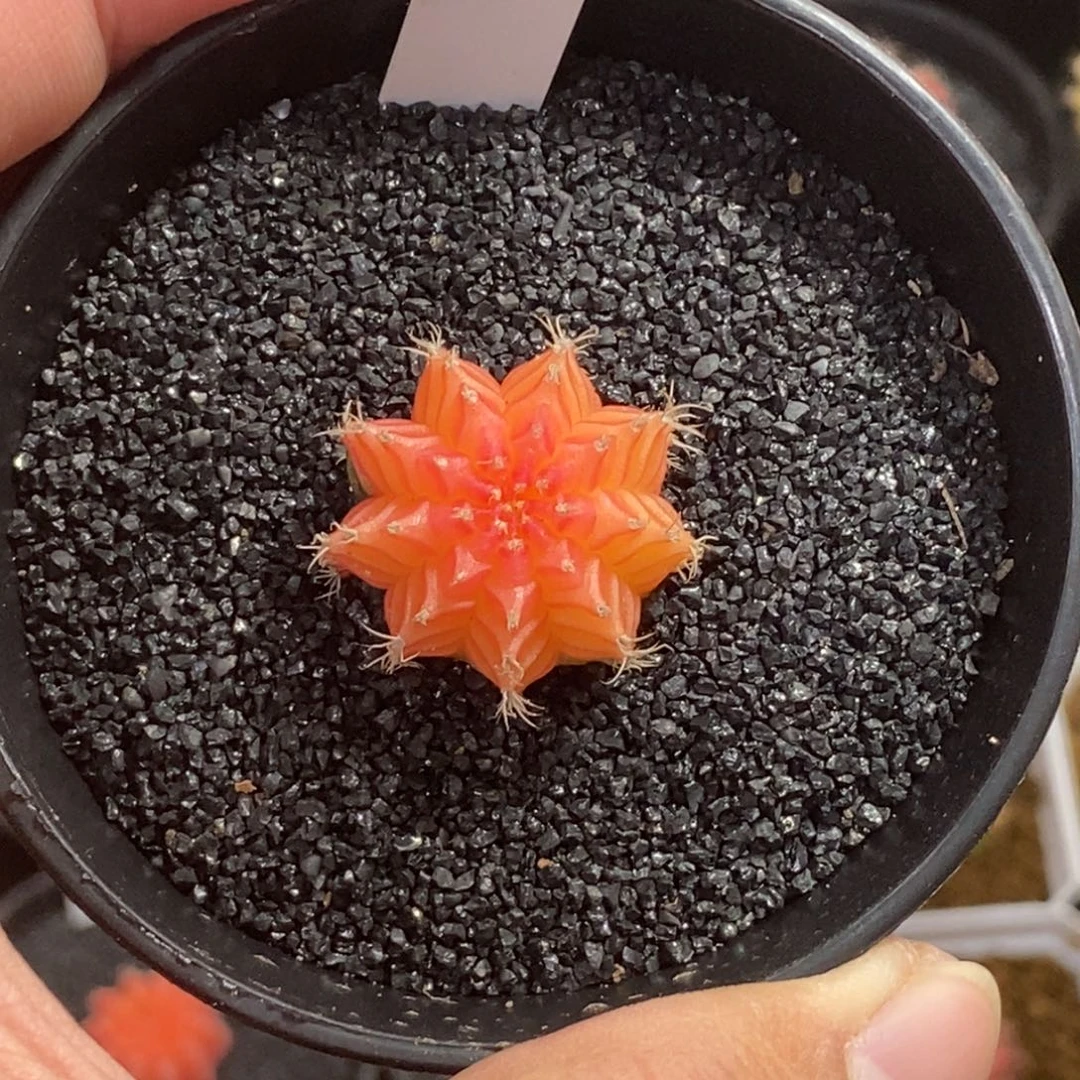 精品米哈—脱土发货15