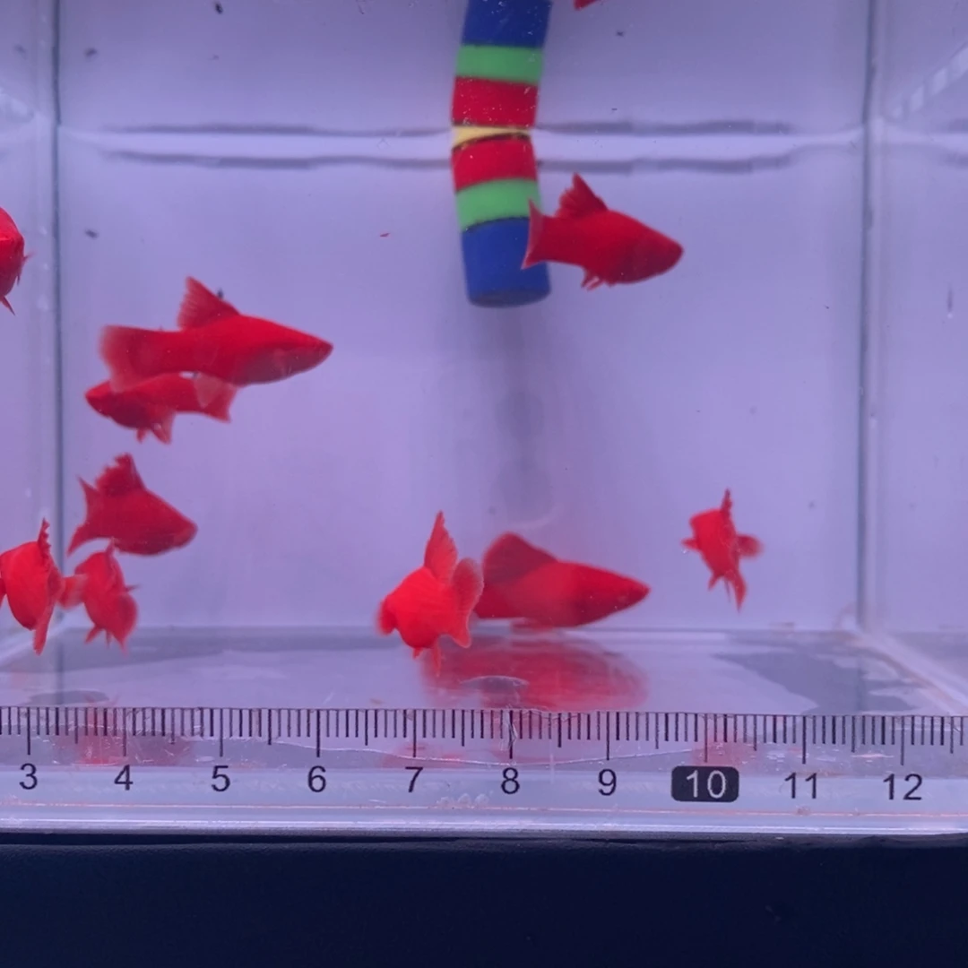 晕***向红剑鱼高鳍红剑鱼苗10条