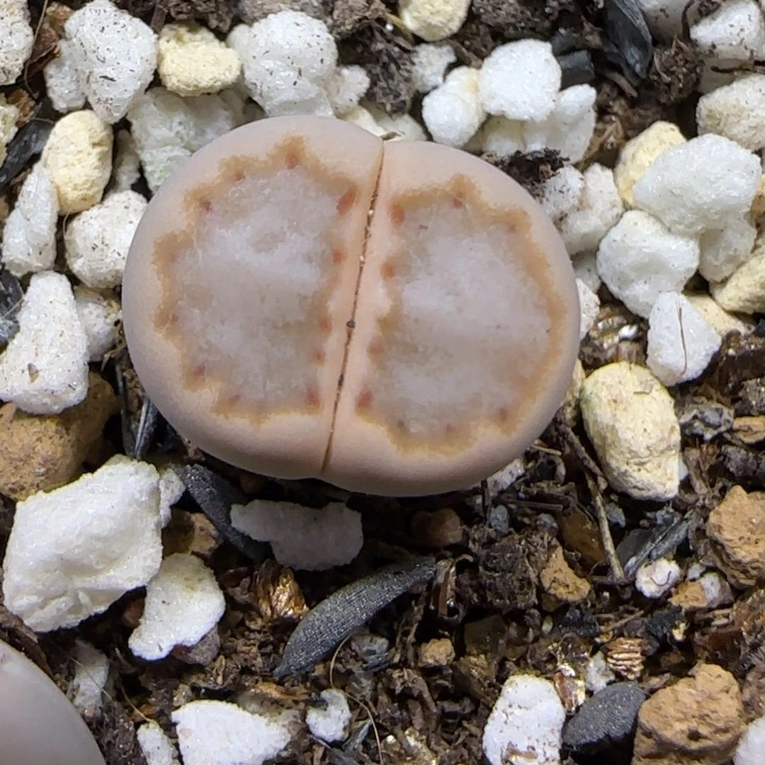 12.12.c24饼干.9024尺寸1.1cm