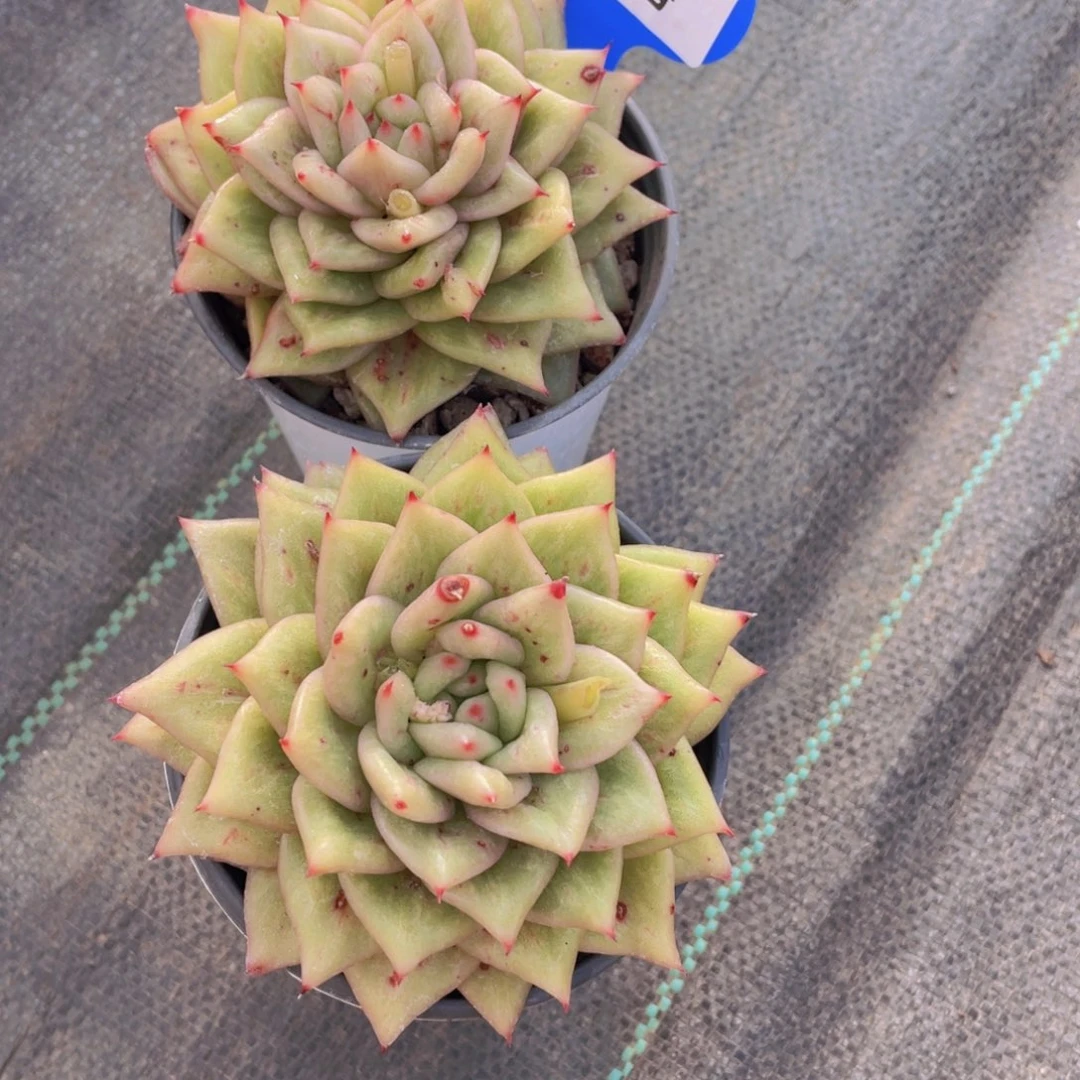 126号 蔷薇玛利亚锦单头一个