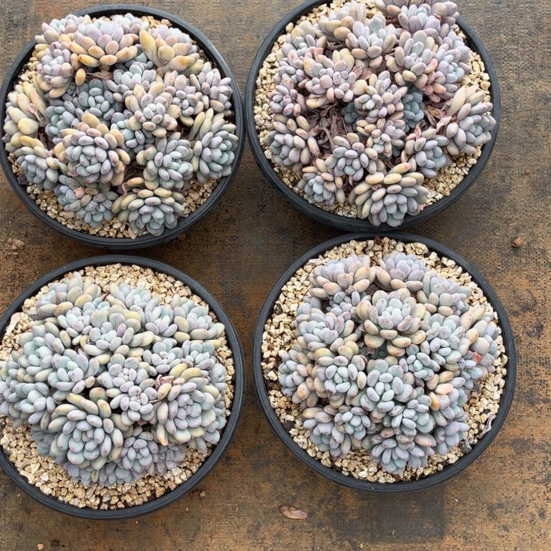 香香雪多肉植物中群