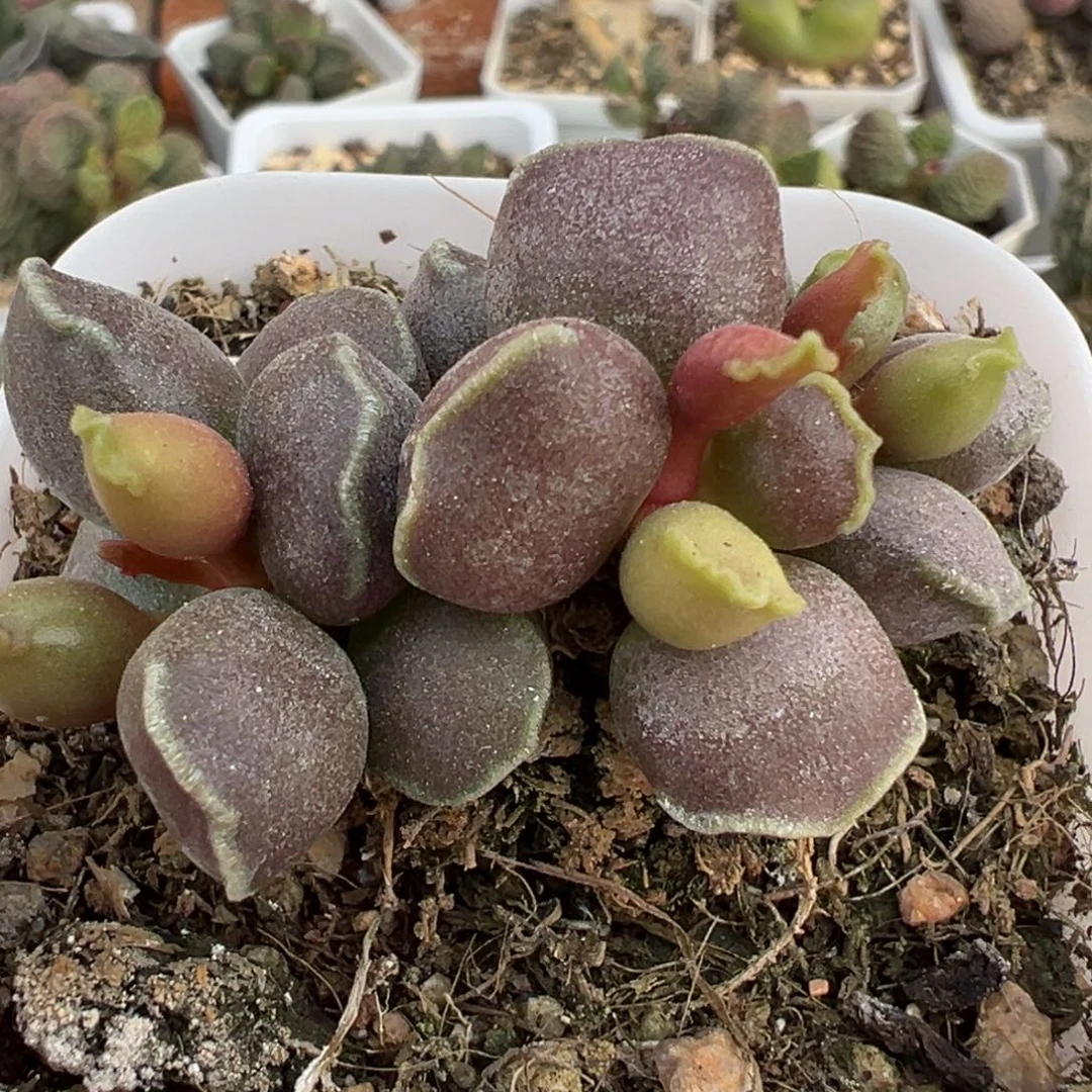 丸叶海豹多头纯木质桩多肉植物
