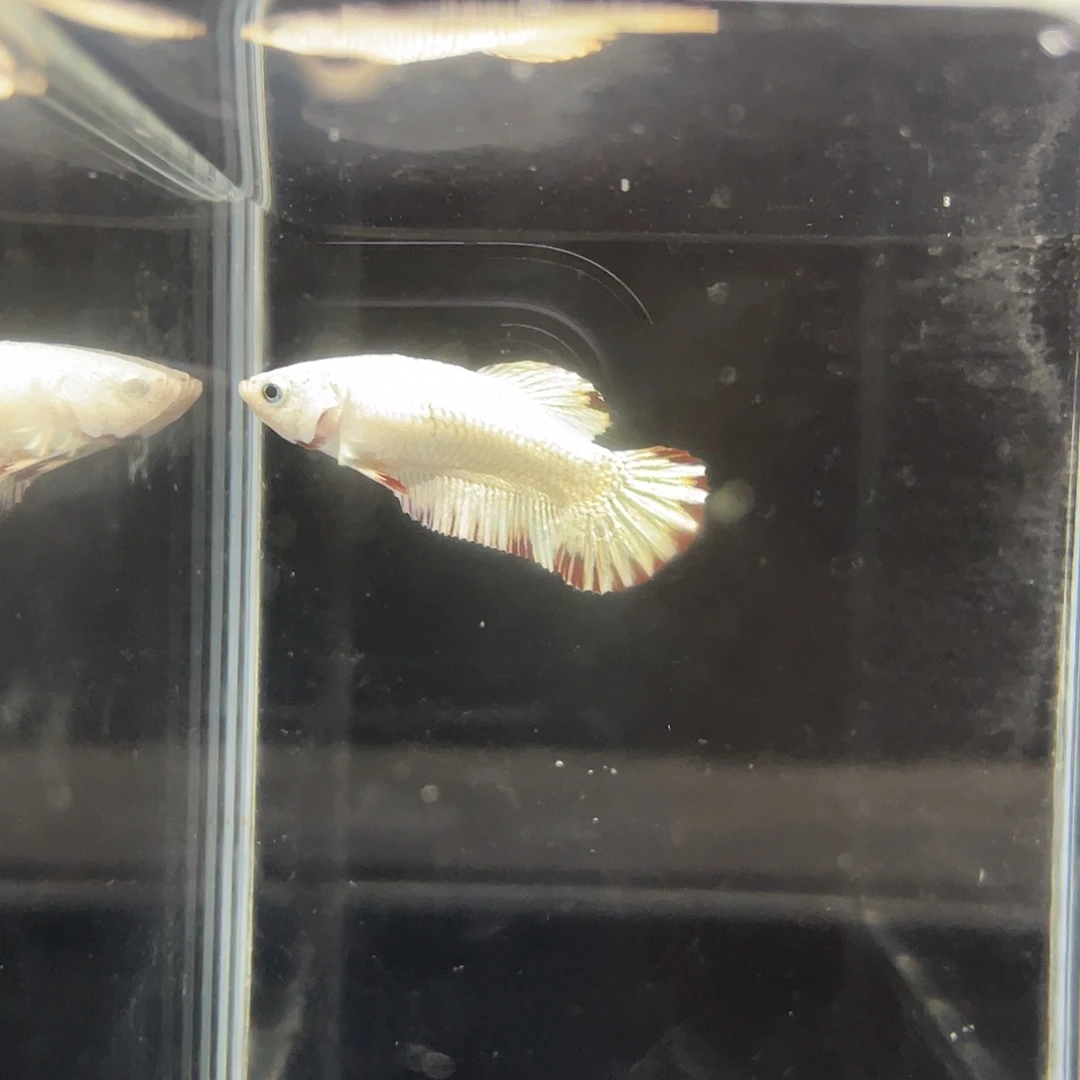 斗鱼44号星尾红龙母